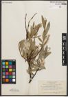 Foto von Salix orestera C. K. Schneid.